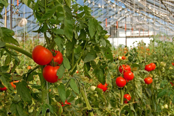  Cà chua, loại rau nên trồng mùa nghịch